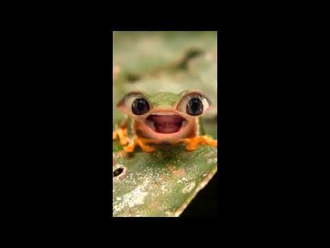 screaming frog memes